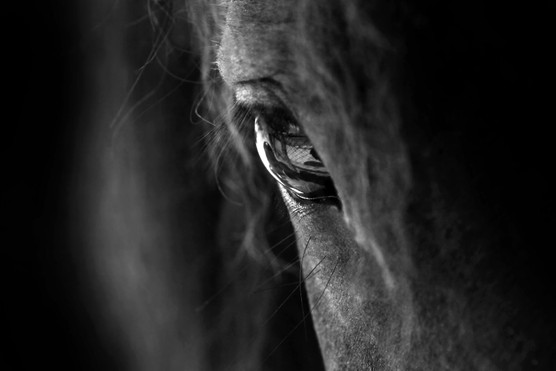 A close up image of the eye of a black horse